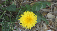 Taraxacum officinale
