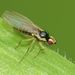 Leaf-miner Flies - Photo (c) Steve Kerr, some rights reserved (CC BY), uploaded by Steve Kerr