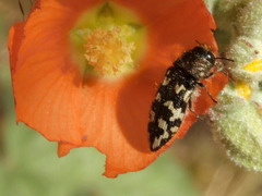 Acmaeodera bowditchi