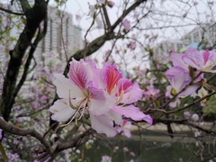 Bauhinia variegata