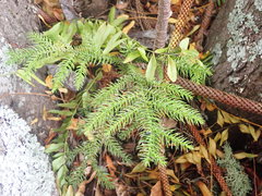 Araucaria heterophylla
