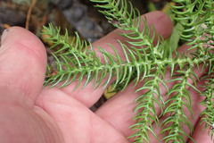 Araucaria heterophylla