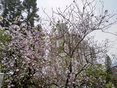 Bauhinia variegata