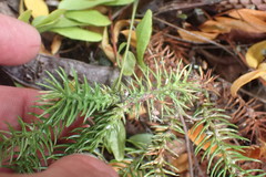 Araucaria heterophylla