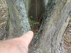 Araucaria heterophylla