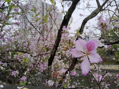 Bauhinia variegata