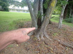 Araucaria heterophylla