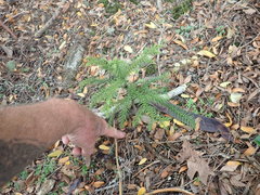 Araucaria heterophylla