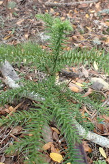 Araucaria heterophylla