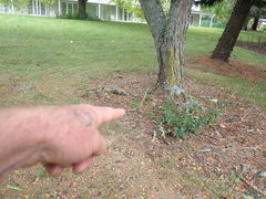 Araucaria heterophylla