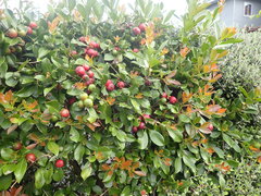 Psidium cattleyanum