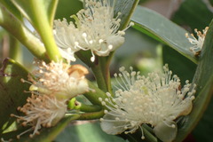 Psidium cattleyanum