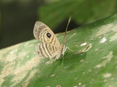 Mesosemia hesperina