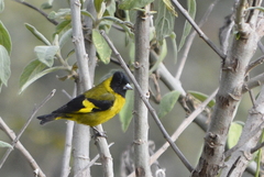 Black-Headed Siskin photo 2
