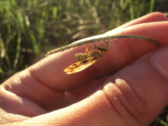 Paramantispa decorata