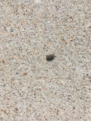 Sphenophorus inaequalis