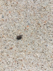 Sphenophorus inaequalis