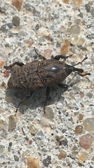 Sphenophorus inaequalis