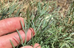 Lomatium laevigatum