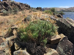 Lomatium laevigatum