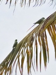 Psittacula krameri