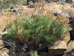 Lomatium laevigatum