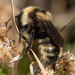 Indiscriminate Cuckoo Bumble Bee - Photo (c) Liz Osborn, some rights reserved (CC BY-NC), uploaded by Liz Osborn