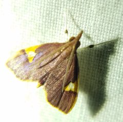 Deuterophysa fernaldi