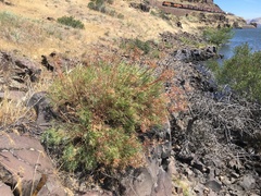 Lomatium laevigatum