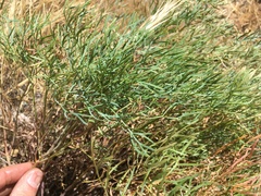 Lomatium laevigatum