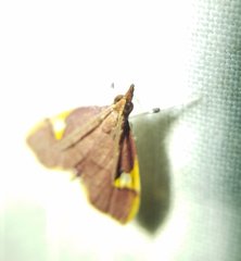Deuterophysa fernaldi