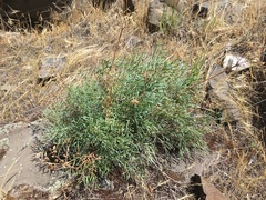 Lomatium laevigatum