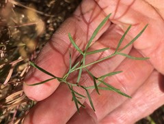Lomatium laevigatum