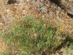 Lomatium laevigatum