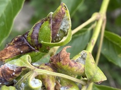 Prociphilus fraxinifolii