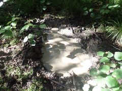 Callitriche chathamensis