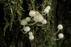 Mycena subviscosa