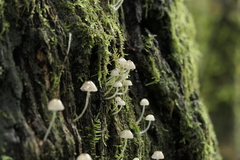 Mycena subviscosa