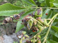 Prociphilus fraxinifolii