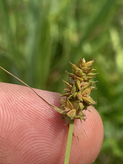 Carex leavenworthii