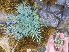 Lomatium laevigatum