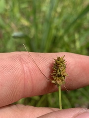 Carex leavenworthii