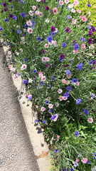 Centaurea cyanus