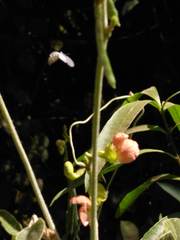 Macroptilium erythroloma