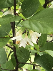Styrax platanifolius platanifolius