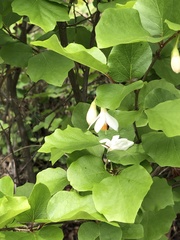 Styrax platanifolius platanifolius
