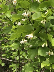 Styrax platanifolius platanifolius