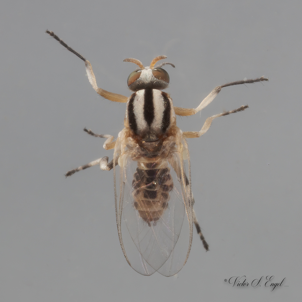 Simulium trivittatum