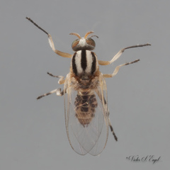 Simulium trivittatum