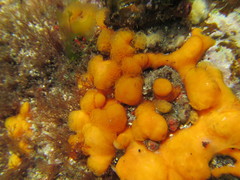 Pseudodistoma novaezelandiae